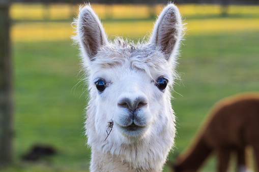 Cute Alpaca on the farm. Beautifull and funny animals from ( Vicugna pacos ) is a species of South American camelid.